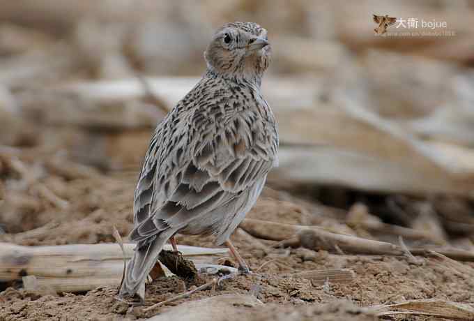 寻大鸨 wbr三百里加急走密城 寻大鸨 wbr三百里加急走密城