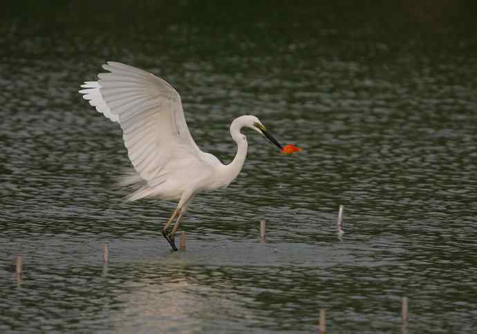 野生白鹭与都市的和谐相处
