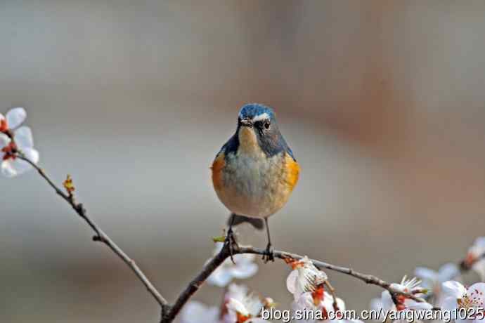 山桃花与雄性红胁蓝尾鸲 山桃花与雄性红胁蓝尾鸲