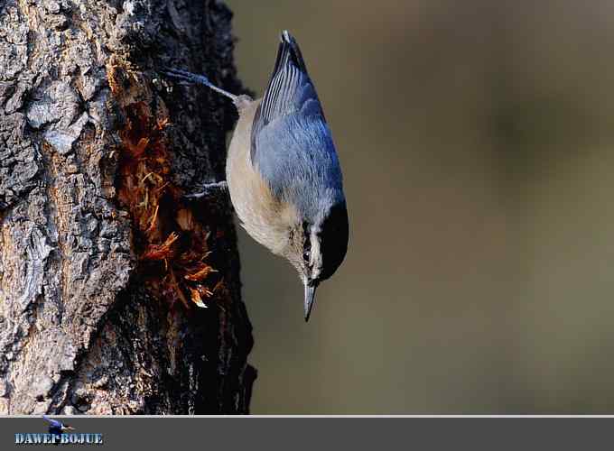 植物园的黑头鳾