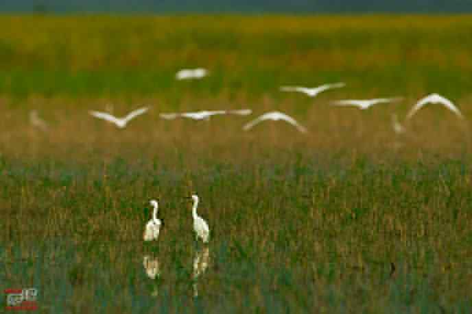 官厅水库 wbr路 wbr白鹭 官厅水库 wbr路 wbr白鹭