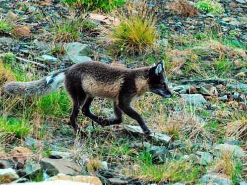 犬科：狐亚科之北极狐（雪鸮、雷鸟）