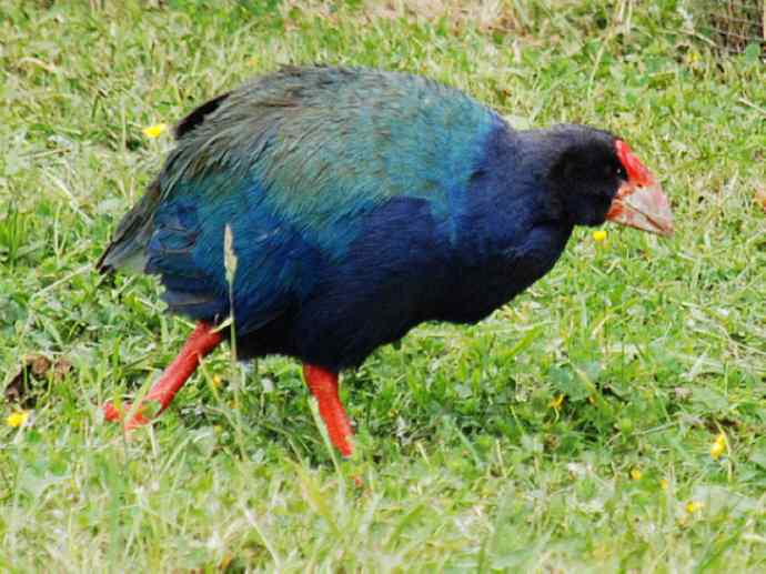 盘点十二大著名食蚁动物：短吻针鼹