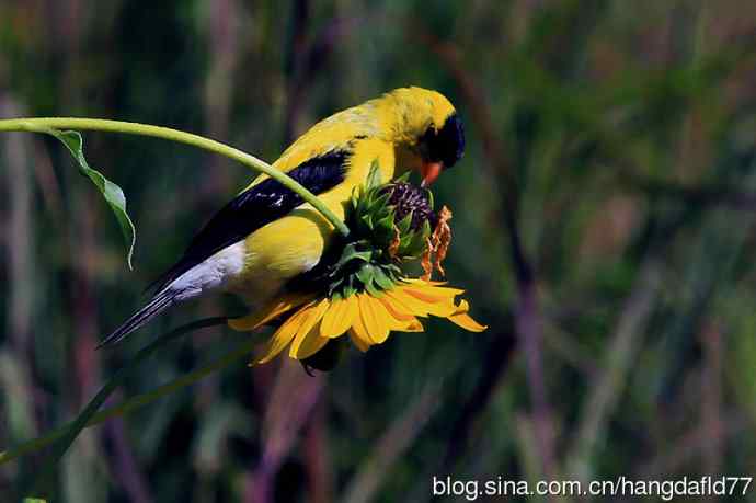 美国鸟类摄影——美洲金翅雀：雄鸟（2）