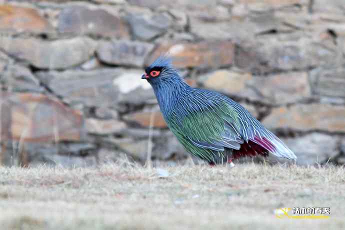 帕姆岭拍鈥溠翕