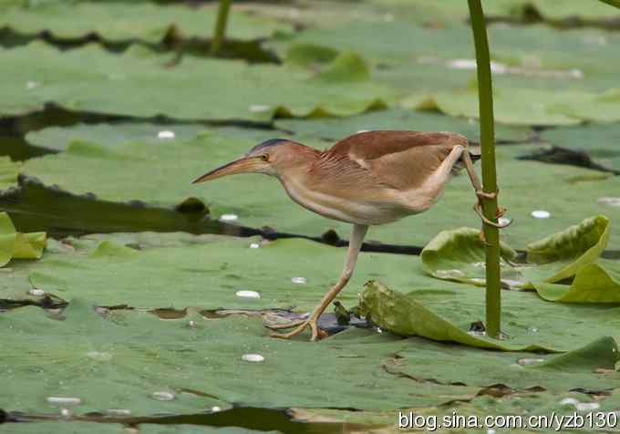 漂亮的钢管舞（组图，10张图片）