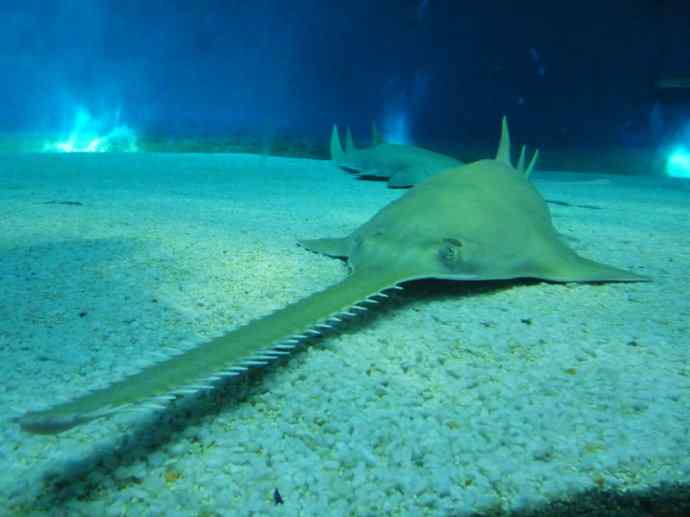 鱼类活化石：锯鳐