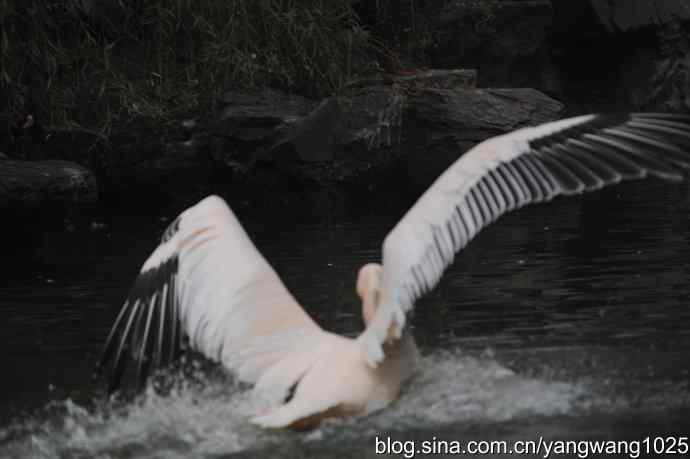 再拍鹈鹕 wbr11 再拍鹈鹕 wbr11