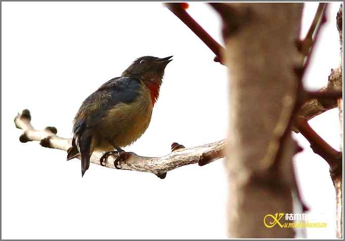 三天守候一只鸟【照片】