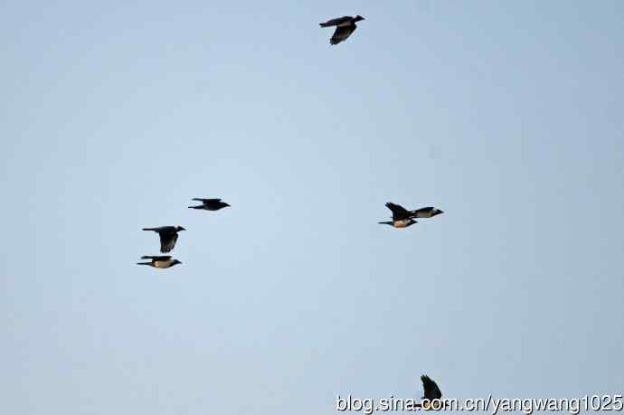 迁涉中的达乌里寒鸦（记录版）