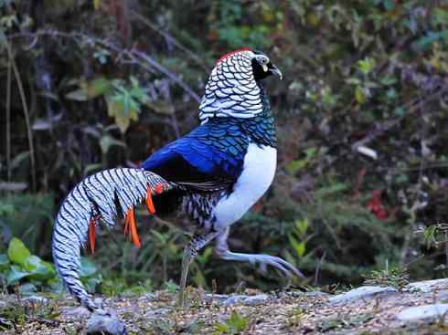 凤凰：传说中的鸟原型探秘（锦鸡）