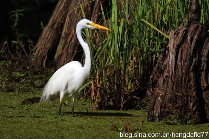 美国鸟类摄影——大白鷺
