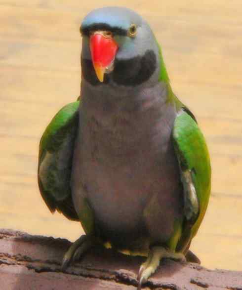 家禽驯化之源之七