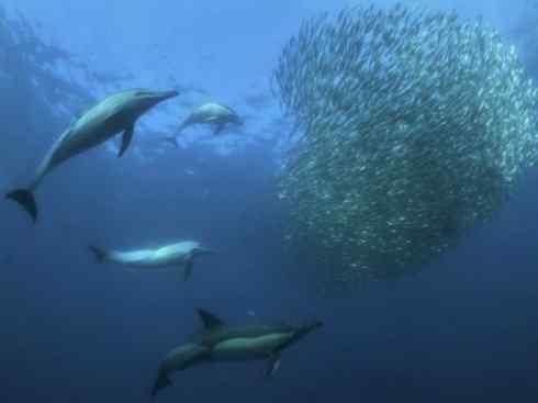 自然奇观:动物大迁徙(沙丁鱼) 自然奇观:动物大迁徙(沙丁鱼)