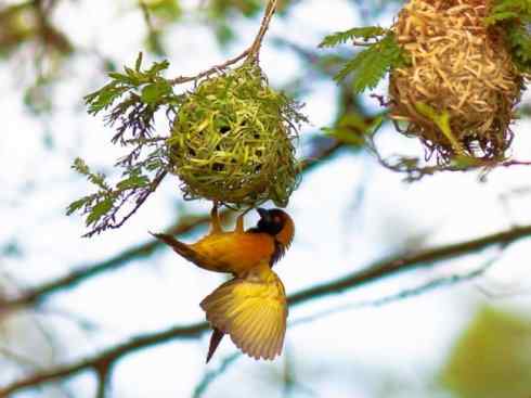 极品红色鸟类:红艳织雀 极品红色鸟类:红艳织雀