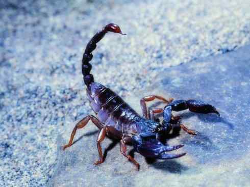 自然奇观：动物大迁徙(鲎)