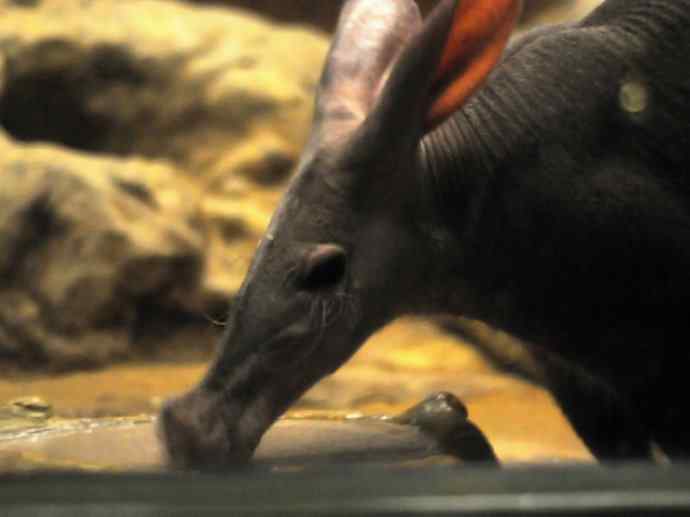 盘点十二大著名食蚁动物：土豚