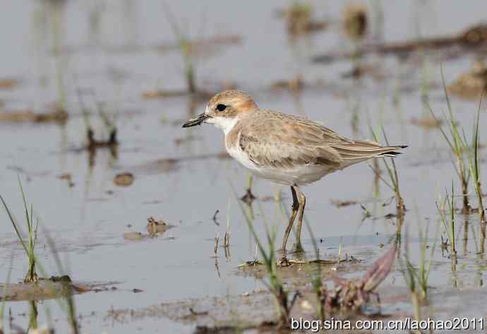 泽鹬 wbr铁嘴沙鸻