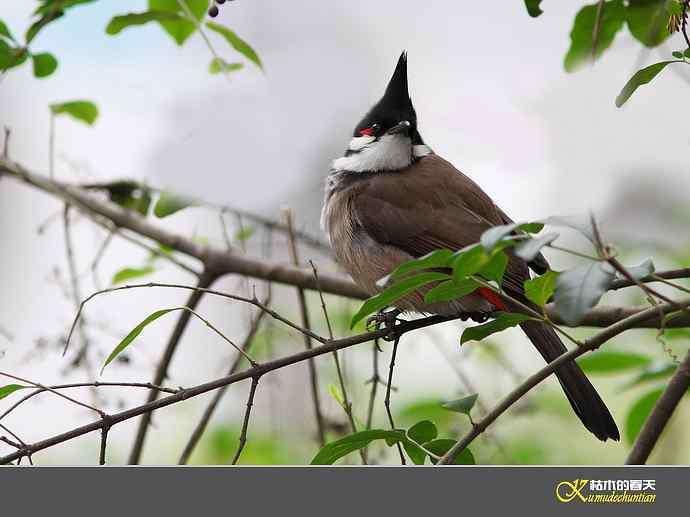 红耳鹎【实拍】