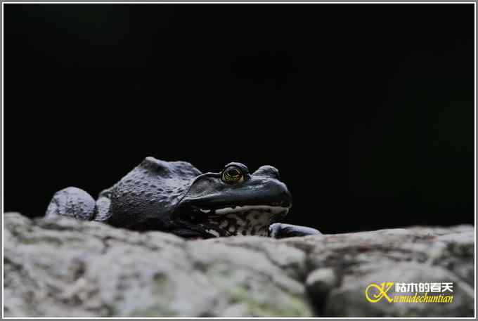 蛙中王者-牛蛙【照片】 蛙中王者-牛蛙【照片】