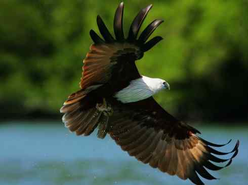 白头鸟系列:另类的美丽12 白头鸟系列:另类的美丽12