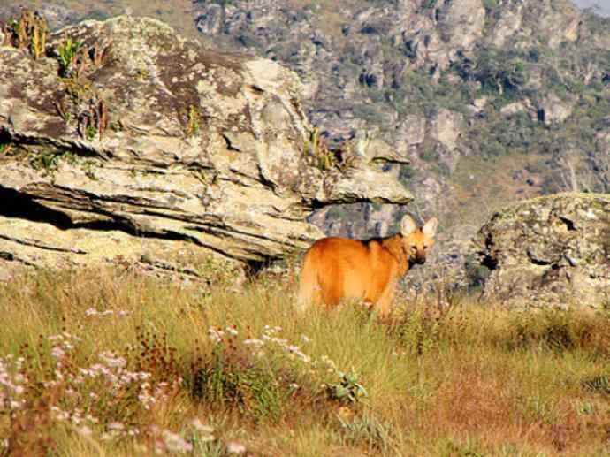 犬科：犬亚科鬃狼属的鬃狼