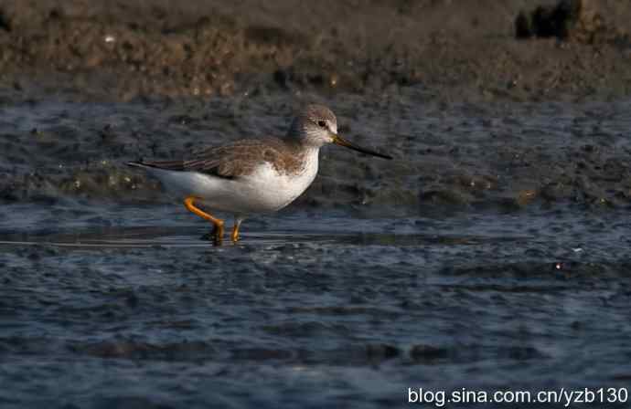 翘嘴鹬飞经小洋口（组图，10张图片）