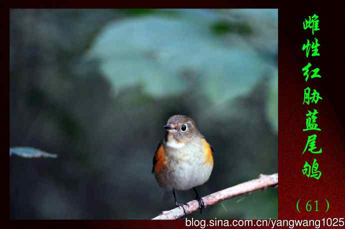 北京天坛公园的鸟类——雌性红胁蓝尾鸲（61）