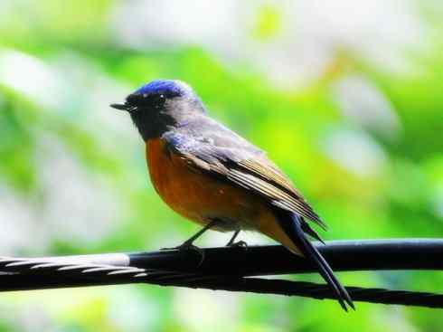 美丽无罪：雀鸟之仙鹟