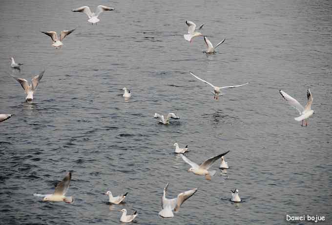 秋季到海滨来看鸟