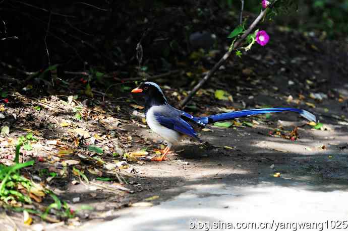 红嘴蓝鹊（5）