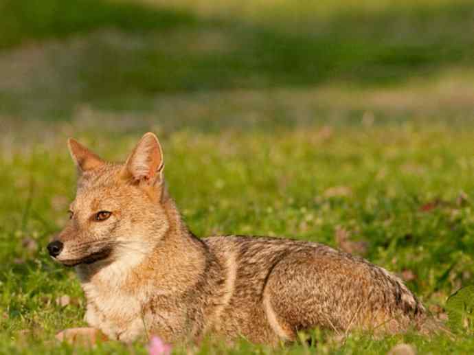 犬科：狐亚科伪狐属之高地狐、河狐、秘鲁狐