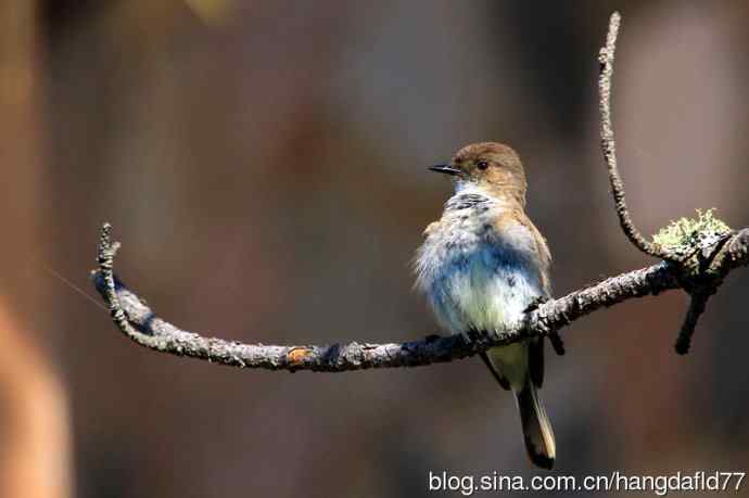 美国鸟类摄影——东菲比霸鹟（3）