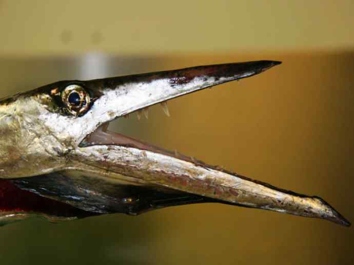 鱼类活化石：帆蜥鱼