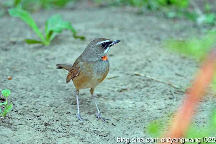 雄性红喉歌鸲（19）
