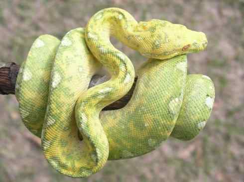 龙:传说的兽原型探秘(树蟒类) 龙:传说的兽原型探秘(树蟒类)