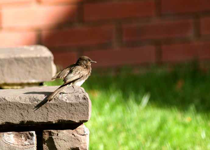 在加州拍鸟（1）黑菲比霸鹟