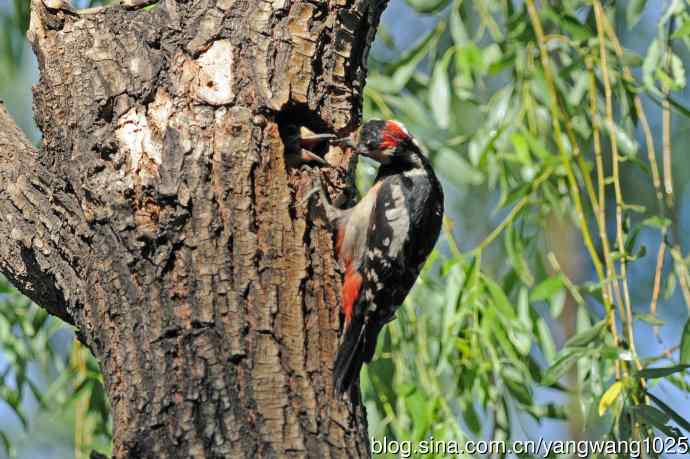 父子情深的大斑啄木鸟（1）