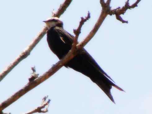 白头鸟系列：另类的美丽5