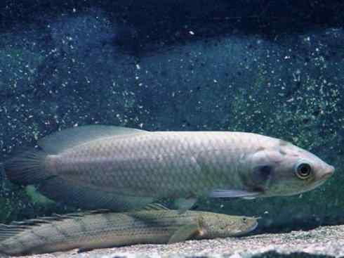 鱼类活化石：巨骨舌鱼