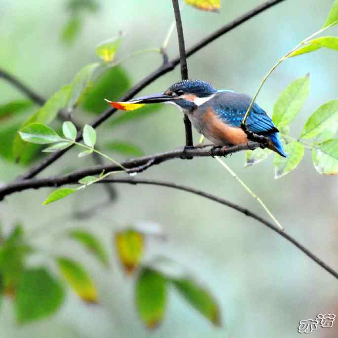圆明园&nbsp;wbr路&nbsp;wbr雨天的小翠