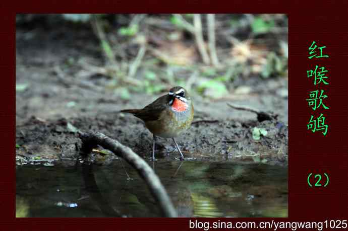 北京天坛公园的鸟类——红喉歌鸲（2）