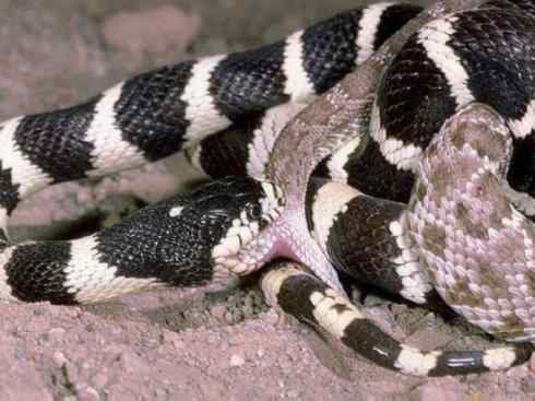 龙：传说的兽原型探秘（游蛇类）