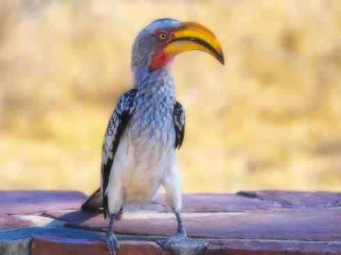 奇特的盔：盔犀鸟