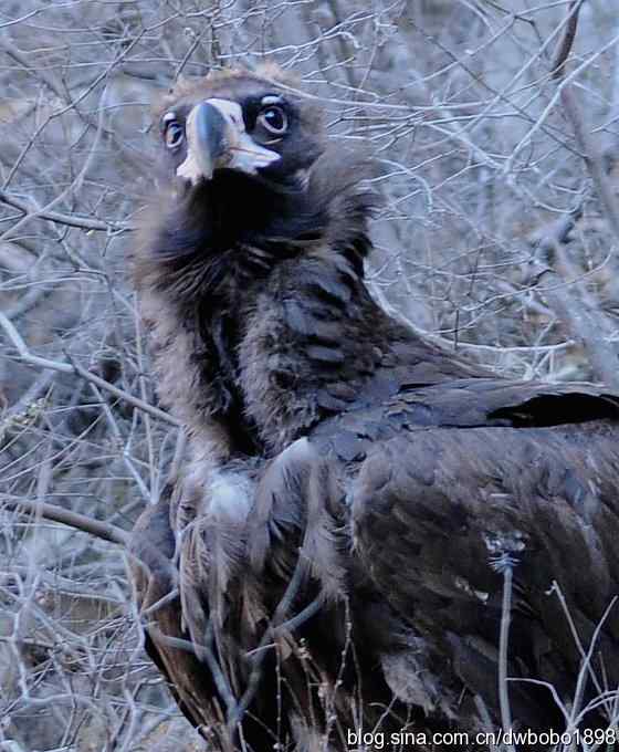 走近秃鹫：一段撼人心魄的拍摄经历