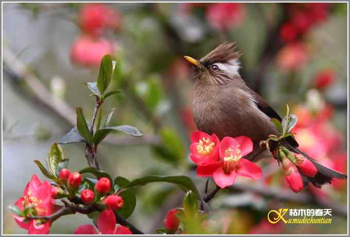 海棠花间的白领凤鹛【照片】
