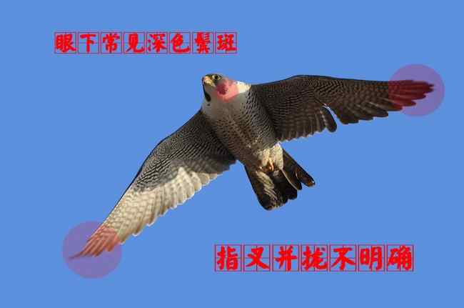 隼科猛禽 猛禽大全——中国东部地区27种迁徙类猛禽辨识