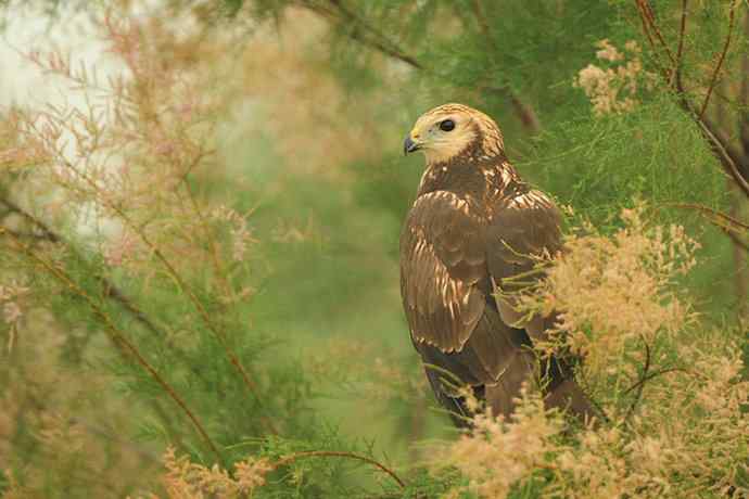 灌木枝上的白腹鹞