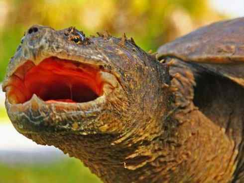 玄武：传说的兽原型探秘（鳄龟）