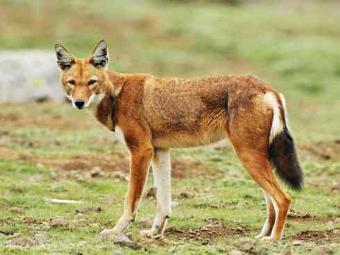 犬科：犬亚科犬属之西门豺、侧纹豺（胡狼类）